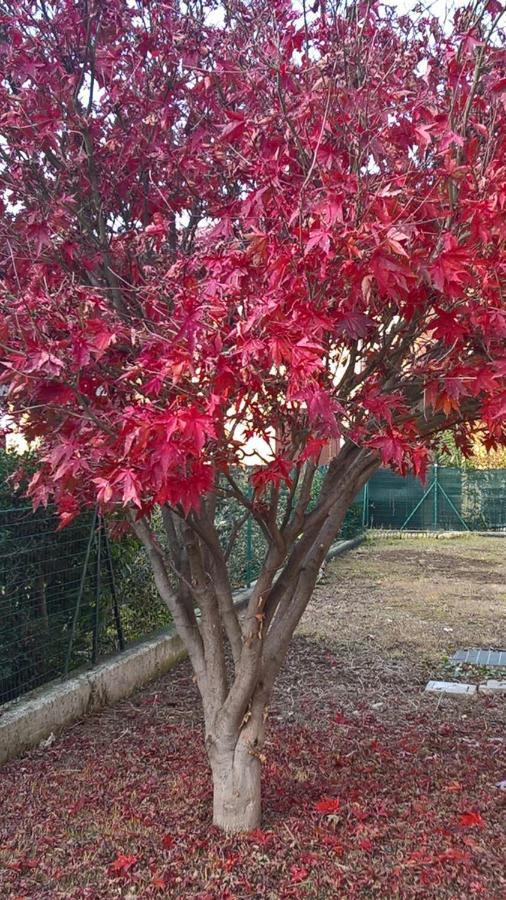 Acero Rosso B&B In Franciacorta Erbusco Dış mekan fotoğraf