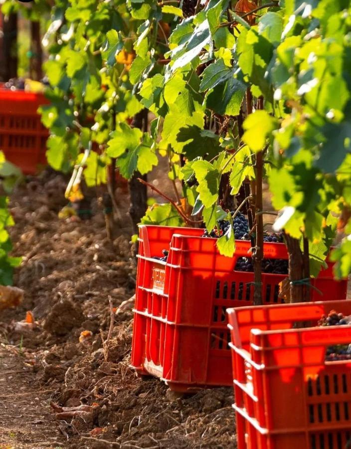 Acero Rosso B&B In Franciacorta Erbusco Dış mekan fotoğraf