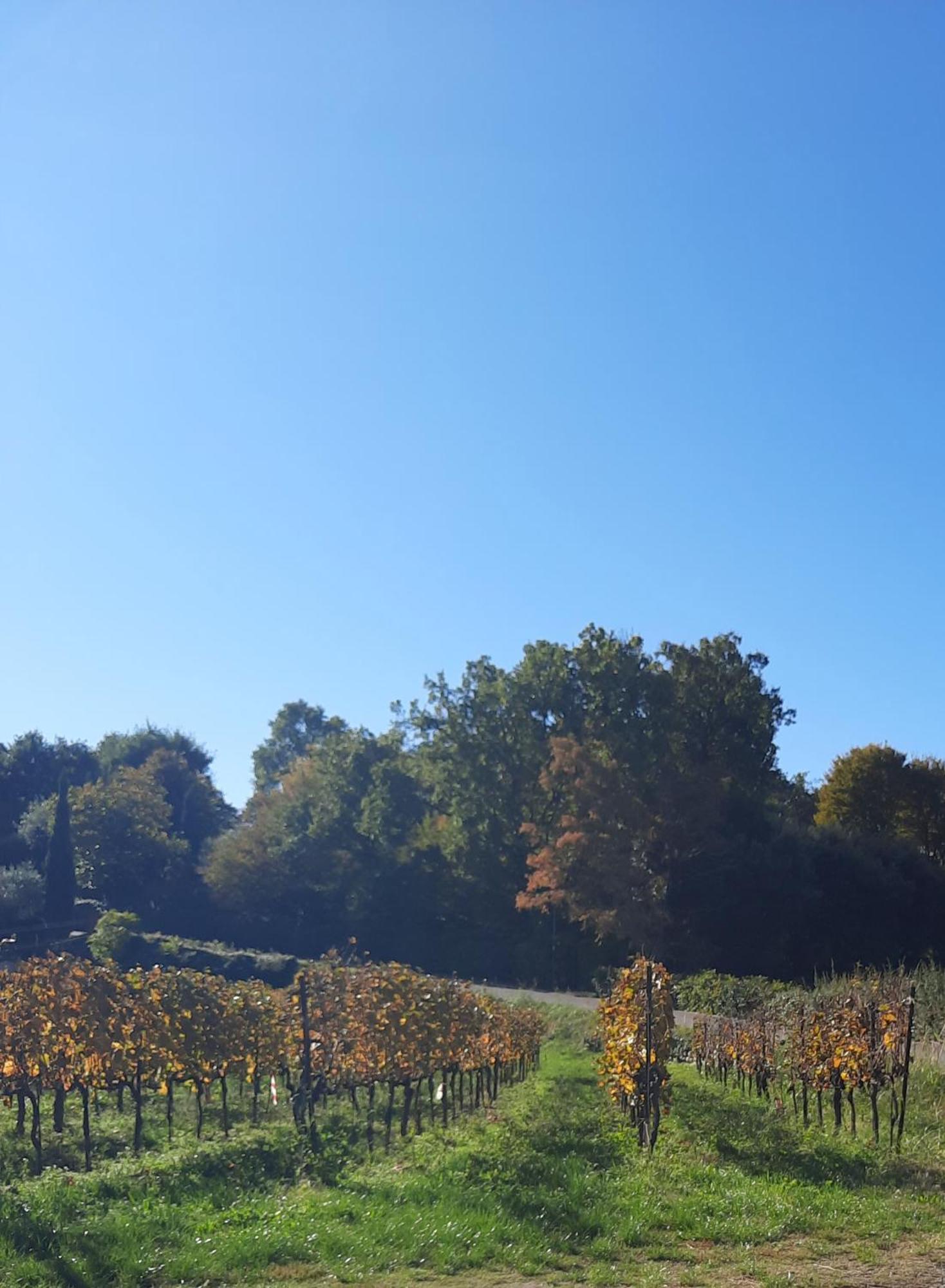 Acero Rosso B&B In Franciacorta Erbusco Dış mekan fotoğraf